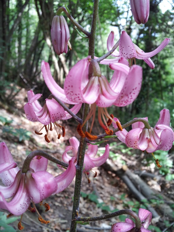 Lilium martagon